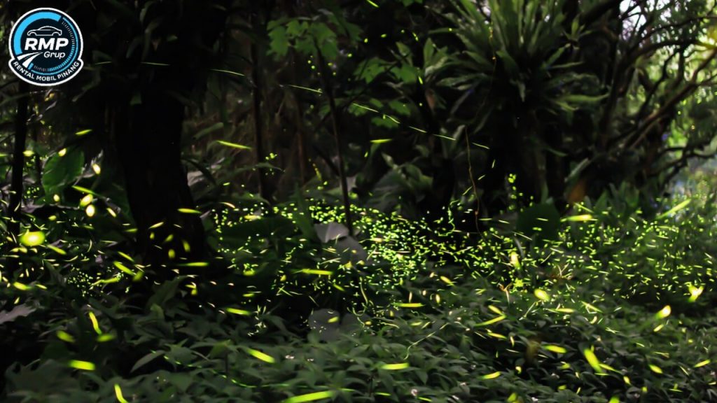 kunang kunang mangrove